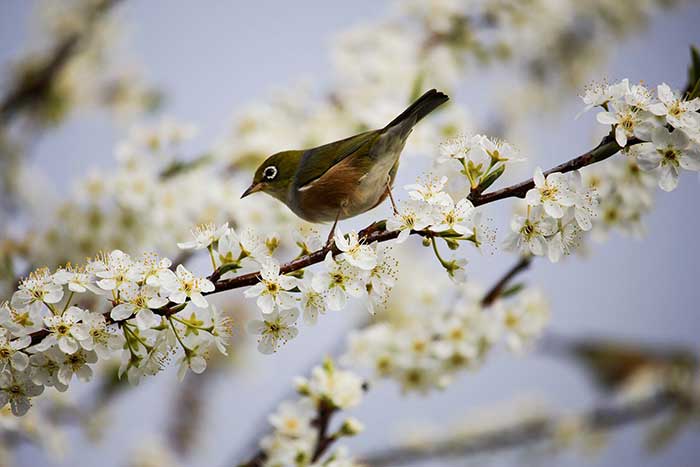chirping bird