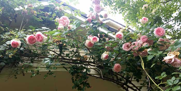 healing-roses